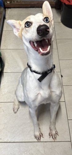 SKYE - DEAF pup in West Yorks