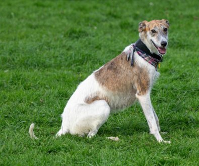 SADIE with Waggy Tails Rescue in SW
