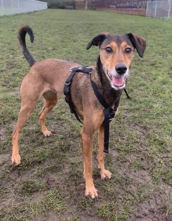 CORTANA - 11 yr old bitch in Humberside