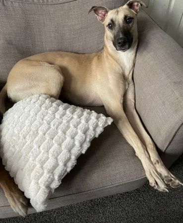 SCRAPPY on Merseyside