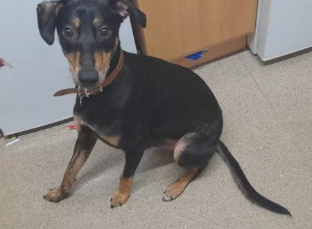 ROSCO pup - cat friendly