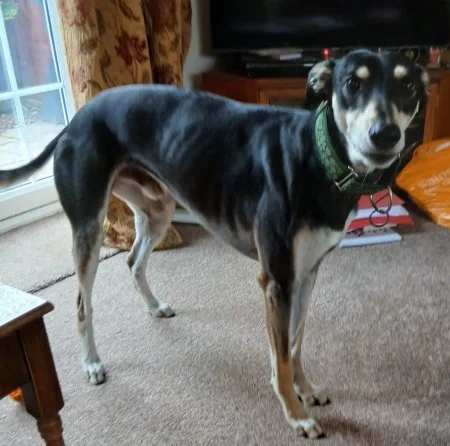 CHARLIE in Derbyshire