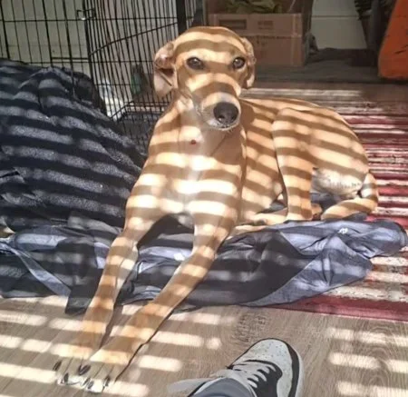 Ruby in Lancs