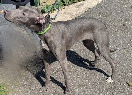DIXIE in W Yorks- possibly CAT FRIENDLY
