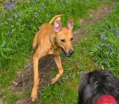 JINX in SCOTLAND