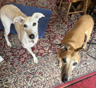 MISTY and ELSA - oldies looking for a permanent foster home