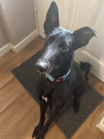 HARLEY in West Yorks