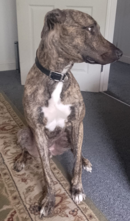 Archer - pup in Lancs