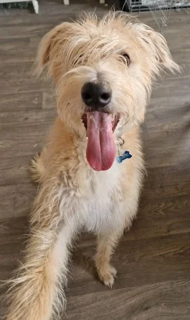 TEDDY - 8 month old pup in Warks