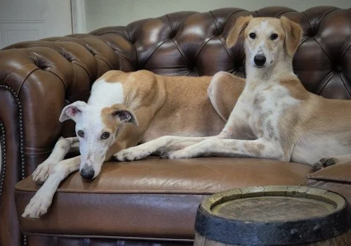 TIA and CALLIE in West Yorks