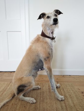 GERTIE in West Yorks