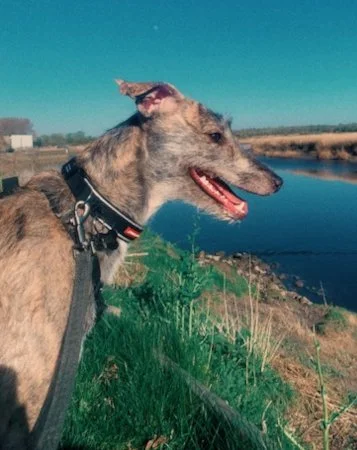 WILMA in Cheshire