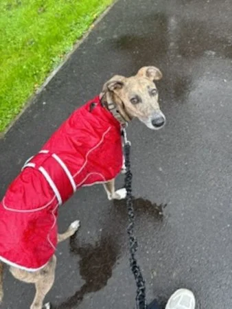 BENJI - in Gtr Mancs Area