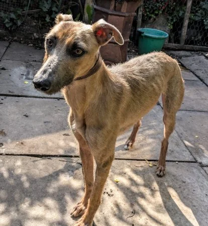 JOLENE- in West Yorks