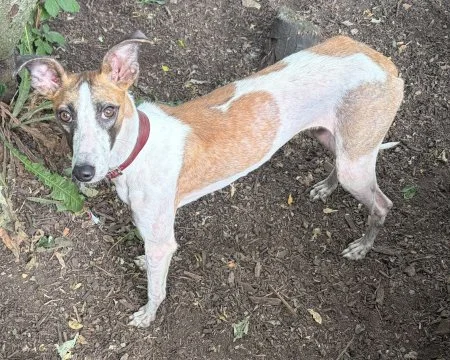 DOLLY in West Yorks