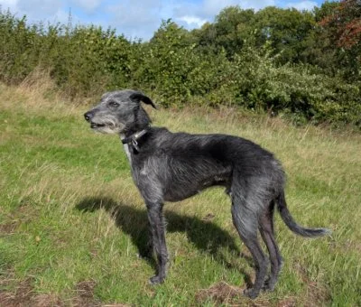 RALPH near Bristol