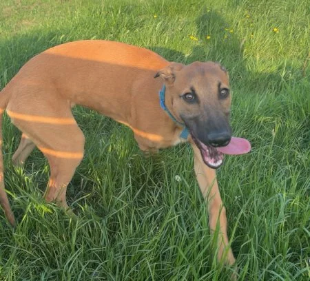 EARL - pup in Caerphilly, Wales