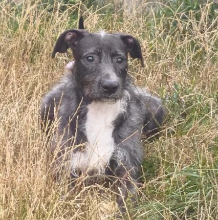 ZEUS - Lurcher X in S Yorks