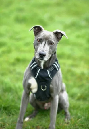 TUCKER  in Lancs