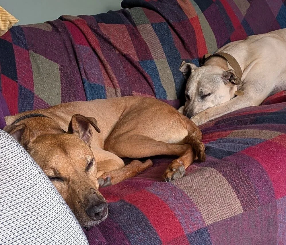 Yogie and Scooby in W Sussex