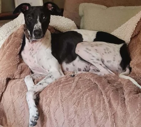 MILO - in S Yorks