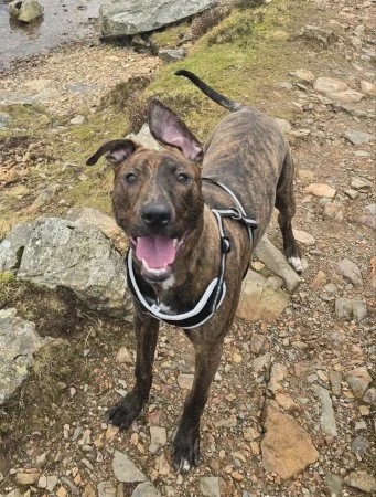 LENNIE in Cumbria