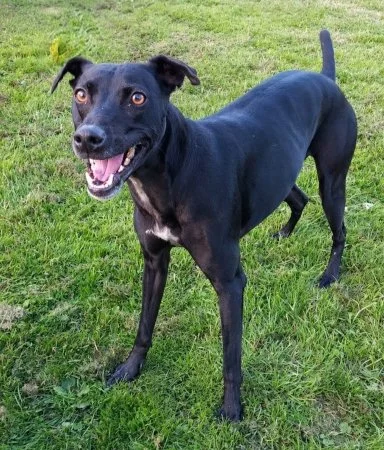 PIXIE in Barnsley