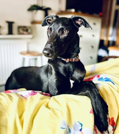 OTIS in Cheshire