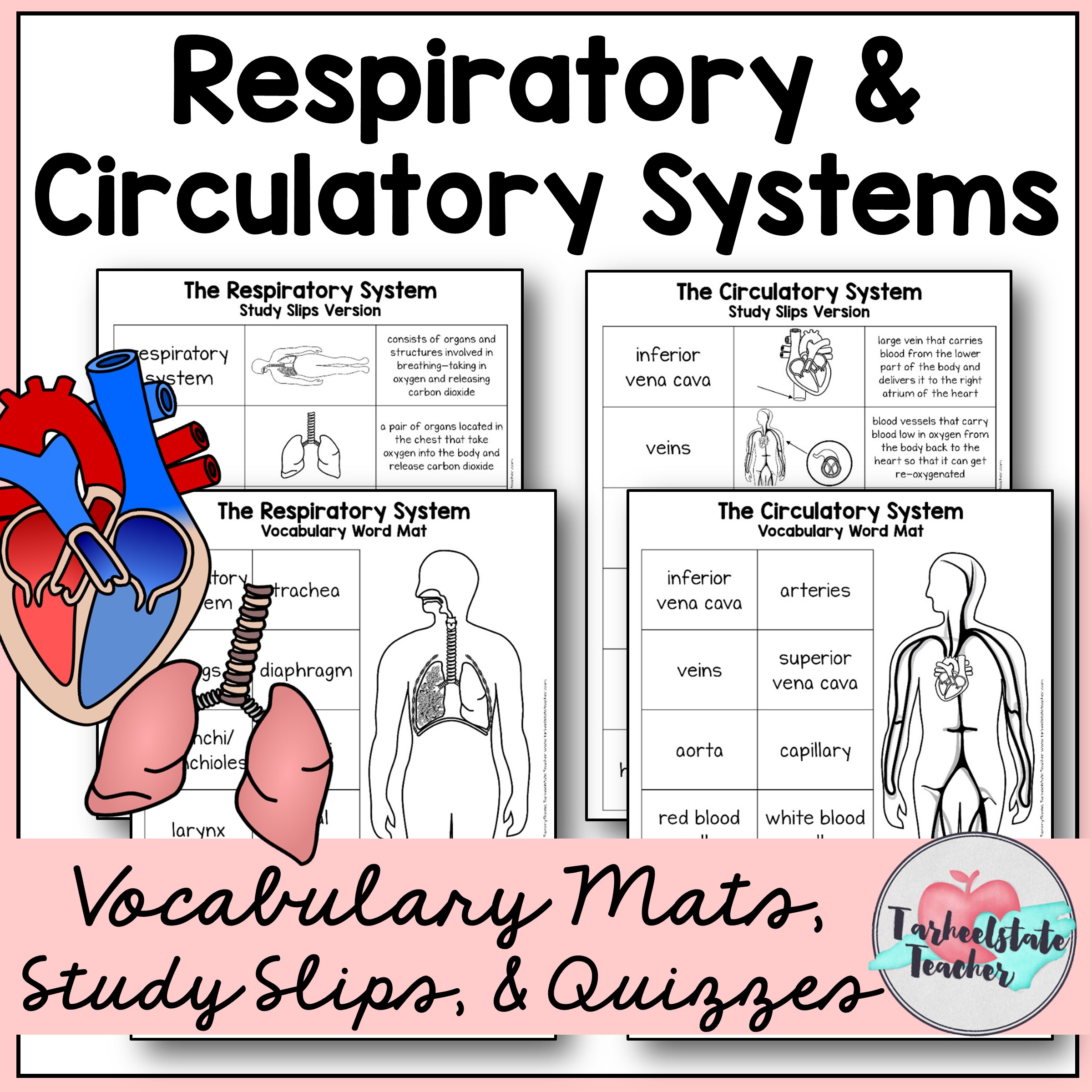 Respiratory Circulatory Systems.jpg