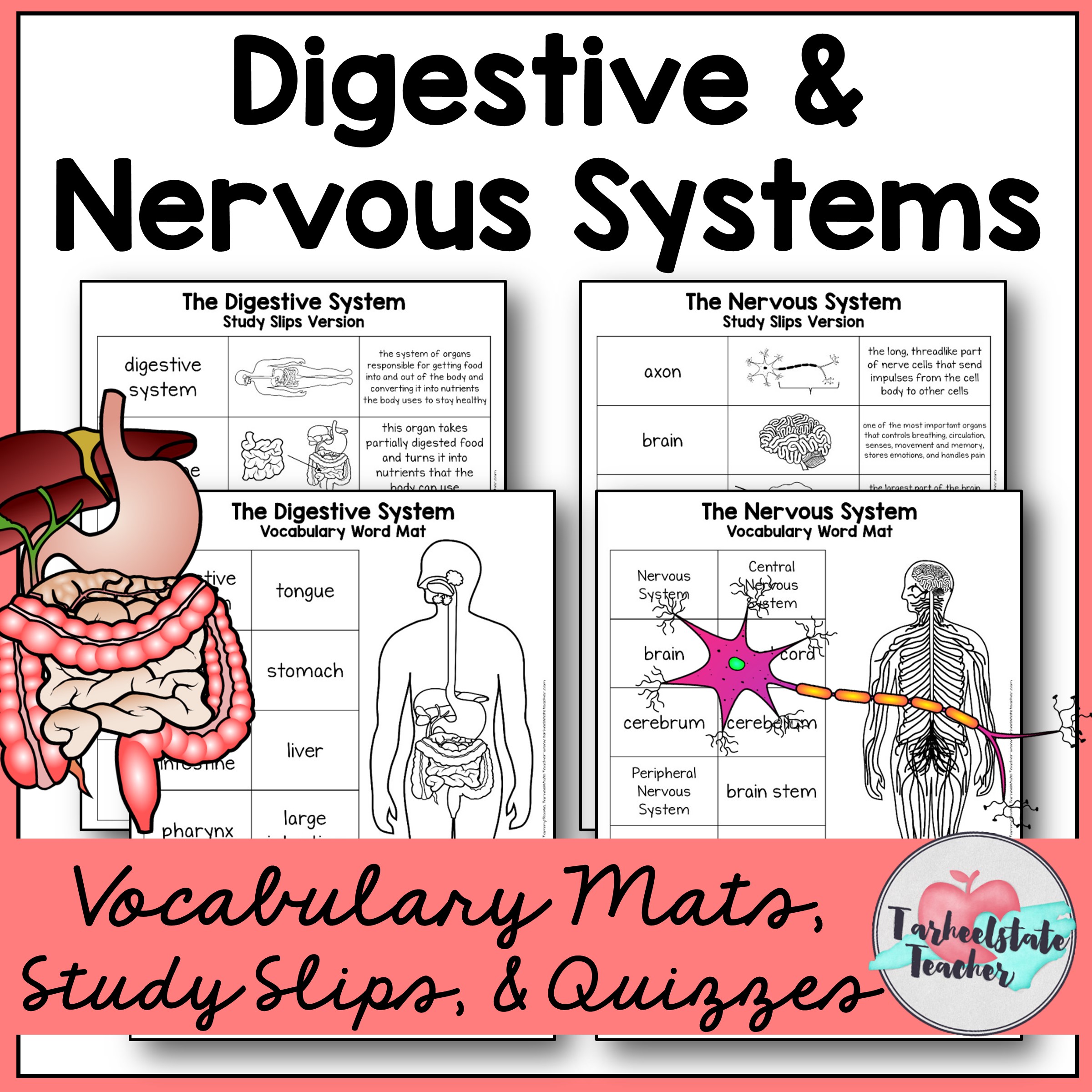 Digestive and Nervous System Vocabulary Mats.jpg