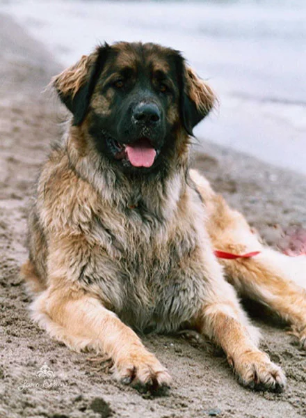 Sandy Laysa_edited-1.jpg