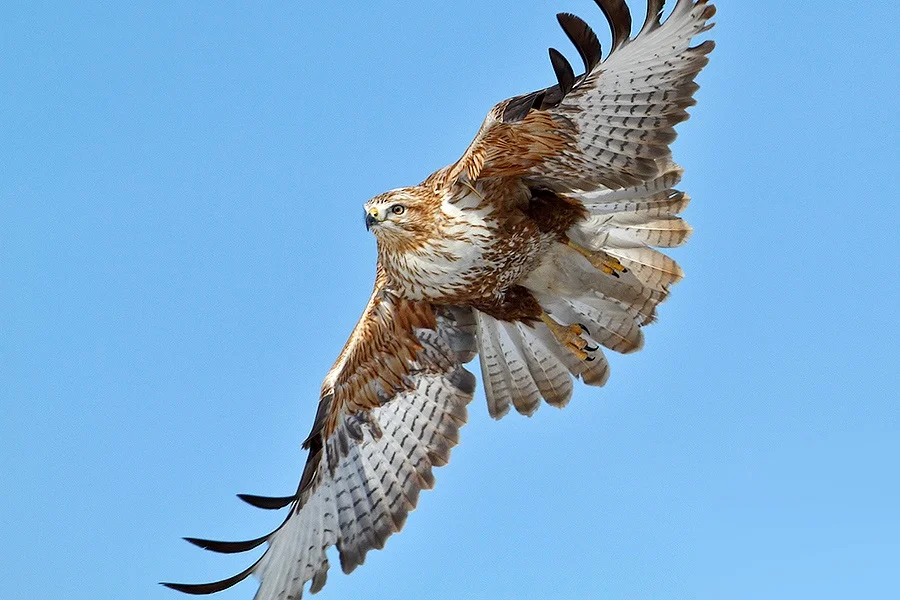 Delegate More, Commit to Less