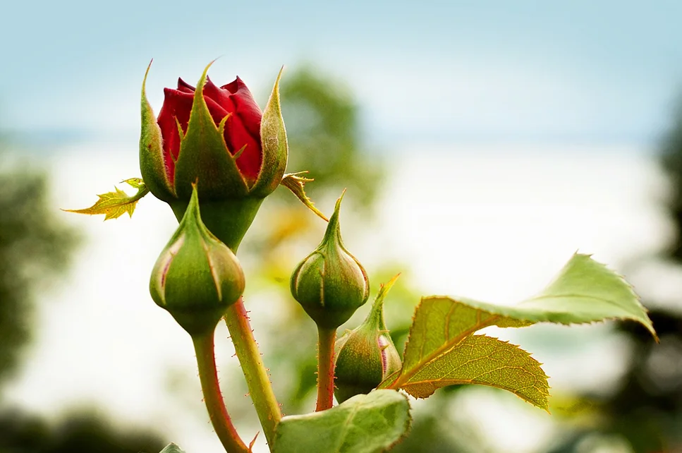 Rose Bushes and the Power of Pruning