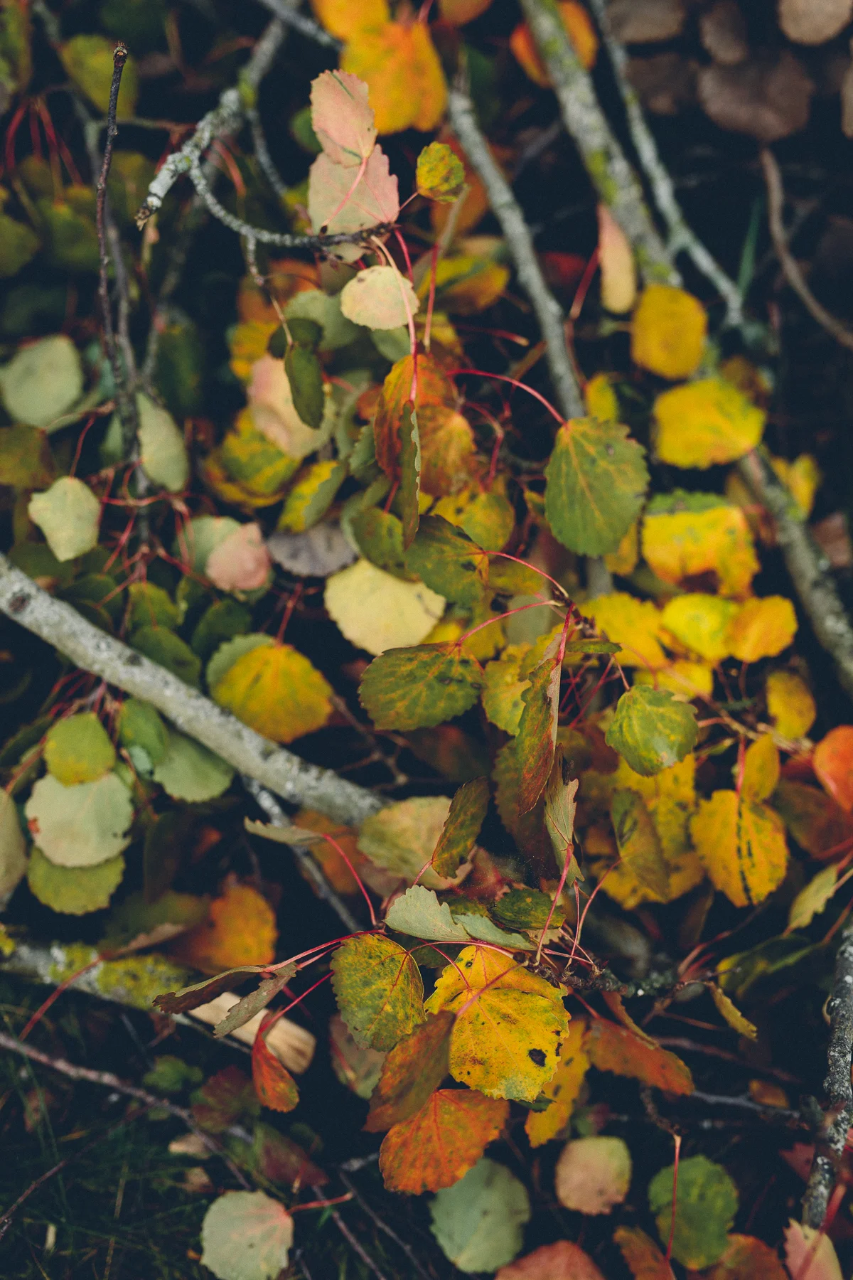 Broby, Sweden, September 2017