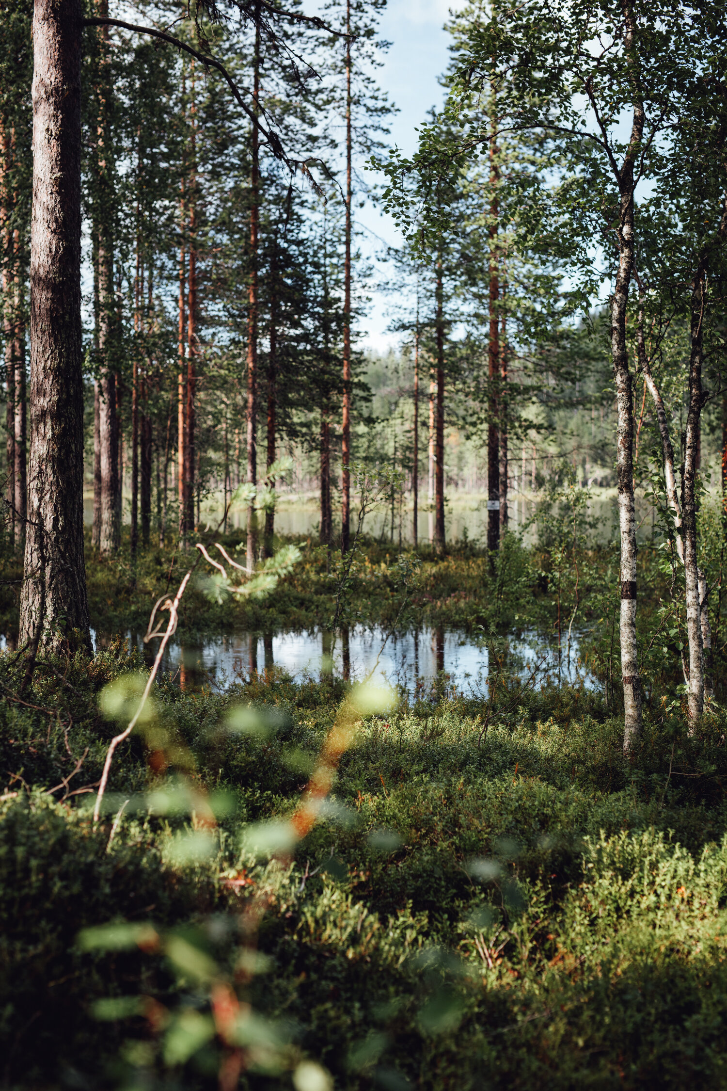 Vistträsk, Sweden, August 2020