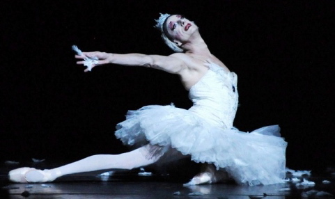 Dying Swan edited 2).jpg
