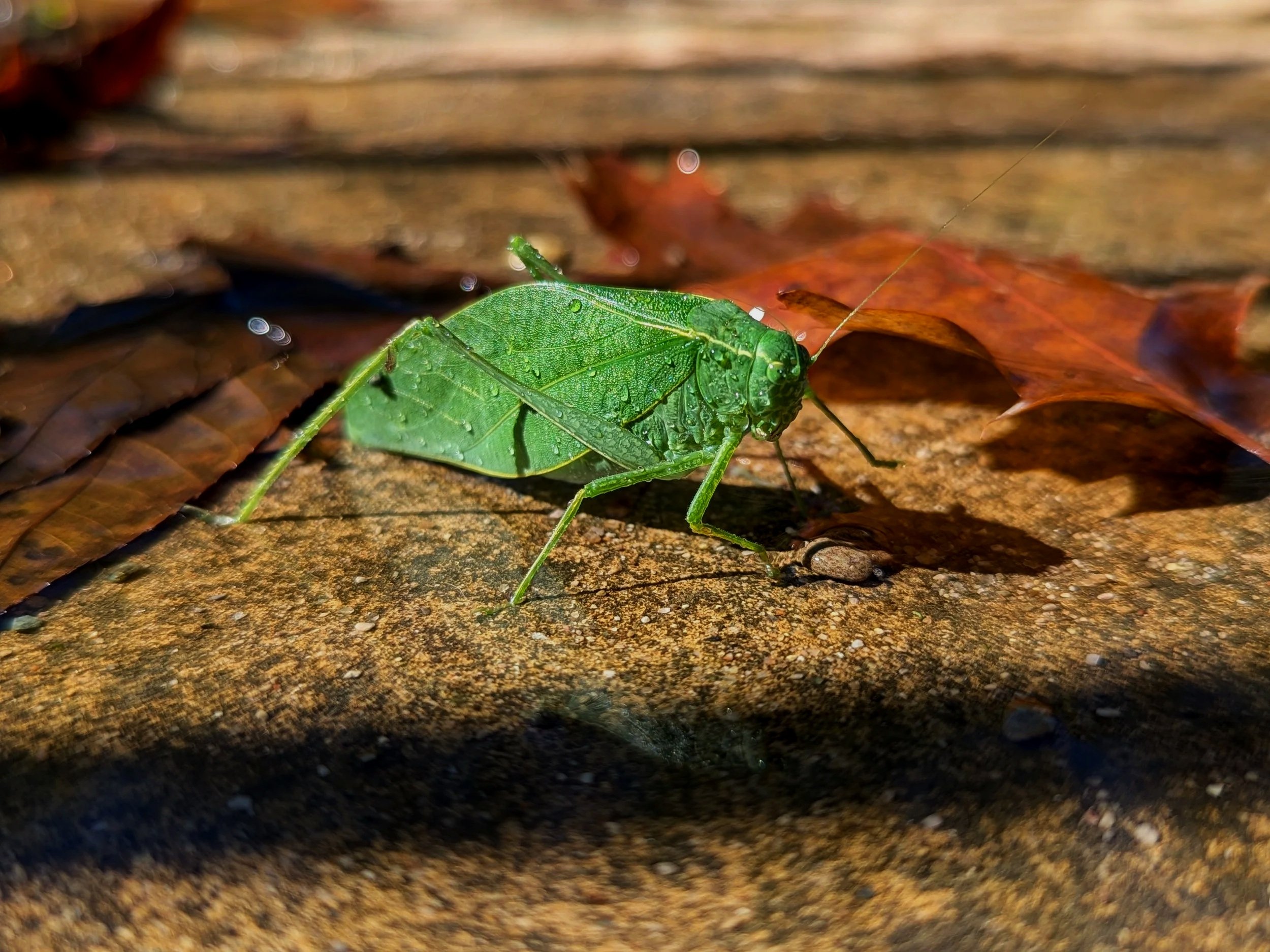 Nature Walk with a Photographer