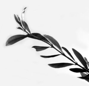 olive-web-300x291.jpg