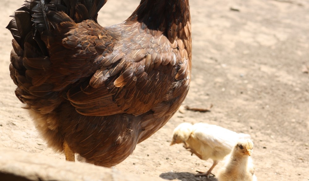 chix3.jpg