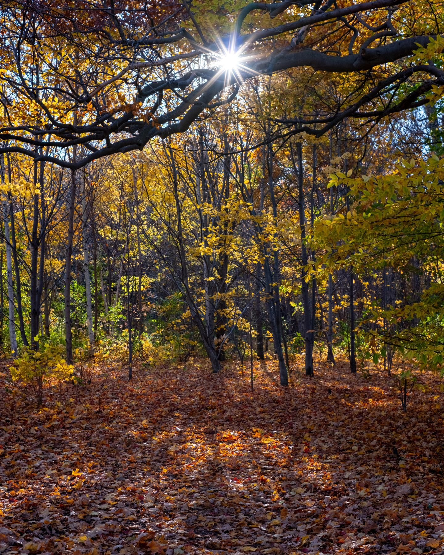Last fall, when I was getting to know my new Fujifilm X-T5 📷 🧡🍁🍂

📍Toronto, Ontario
📷 October 2023

#autumn #fall #autumnleaves #forest #trees #toronto #landscapephotography #fujifilm_xseries #fujifilm #ttartisan