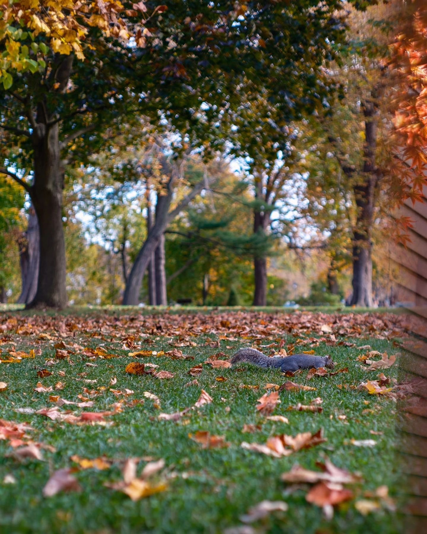 An afternoon with family at Niagara-on-the-Lake, one of the prettiest towns in Ontario 🍂🍁 🐿️

📍 Niagara-on-the-Lake, Ontario
📷 November 2024

#autumn #fall #autumnleaves #notl #niagaraonthelake #trees #squirrel #landscapephotography #travelphoto