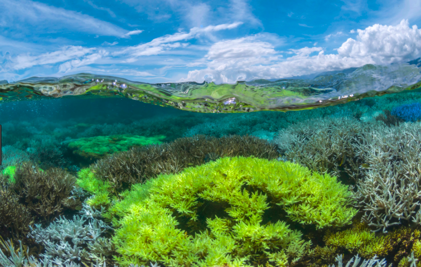 Corals fluorescing. Credit: The Ocean Agency / xl catlin seaview survey