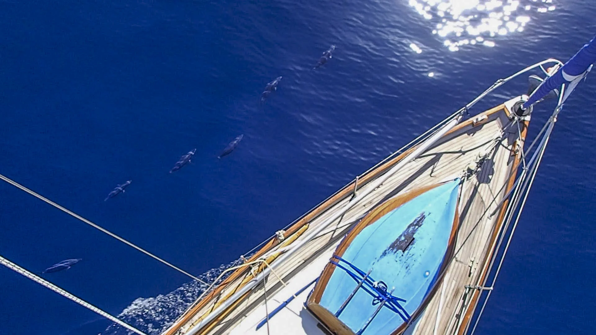 Tuna off the port bow by Duncan McKenzie