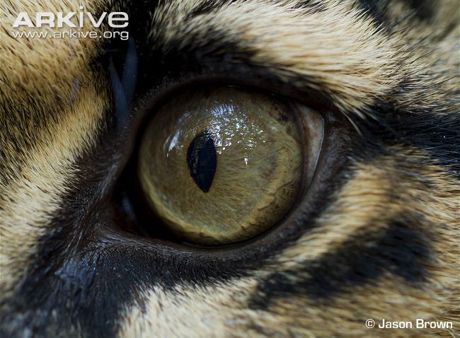 Clouded-leopard-eye-close-up.jpeg