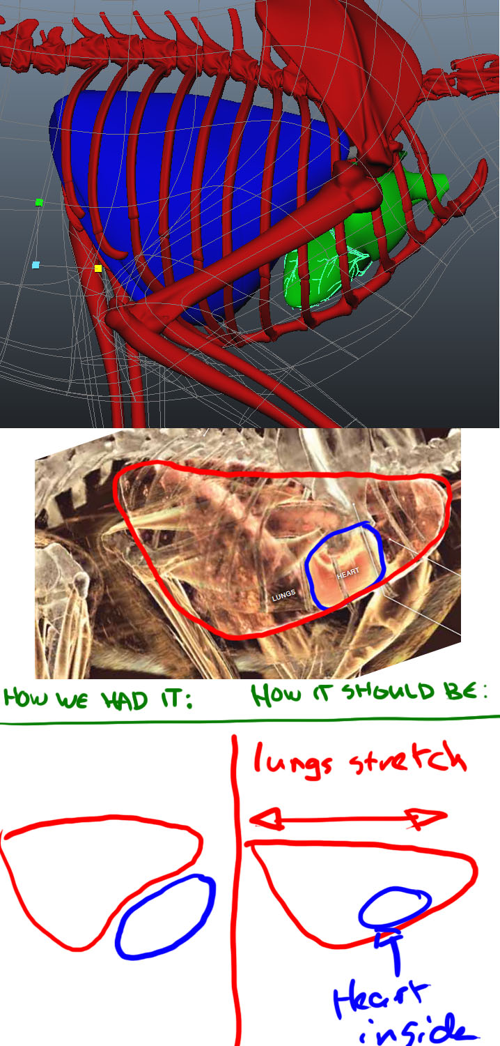 Lungs & Heart direction.jpg