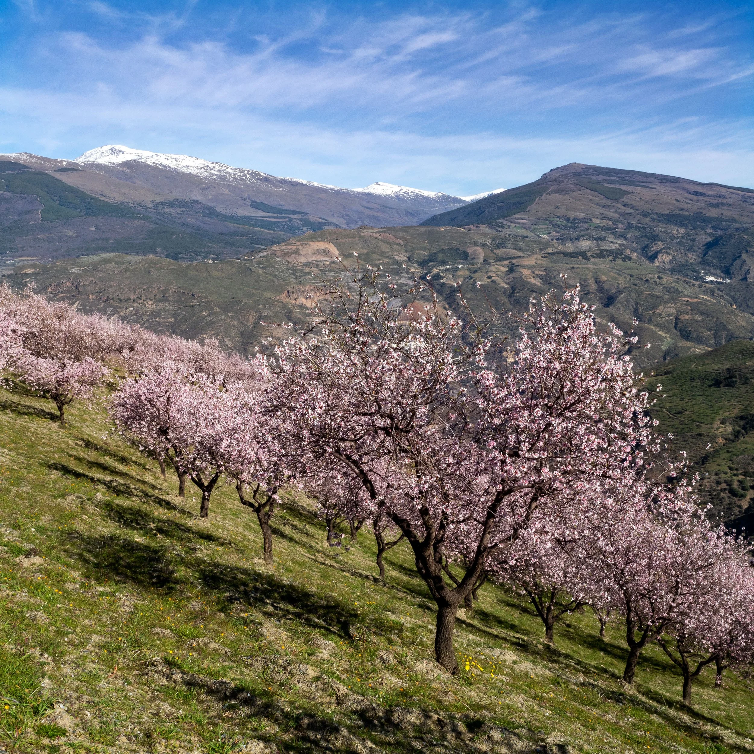 Andalucia - Almond Blossom and Architecture