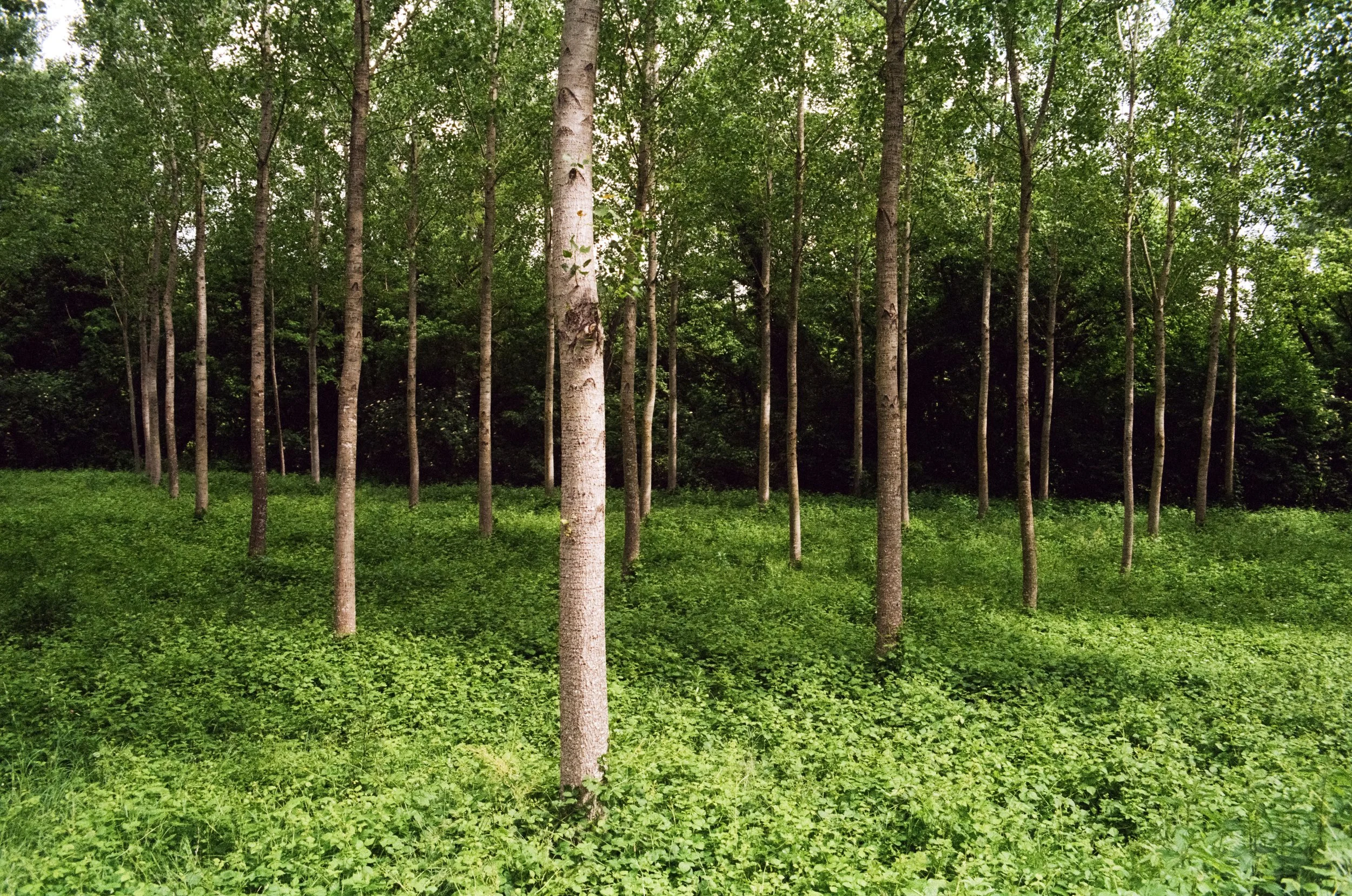 28 Poplars.jpg