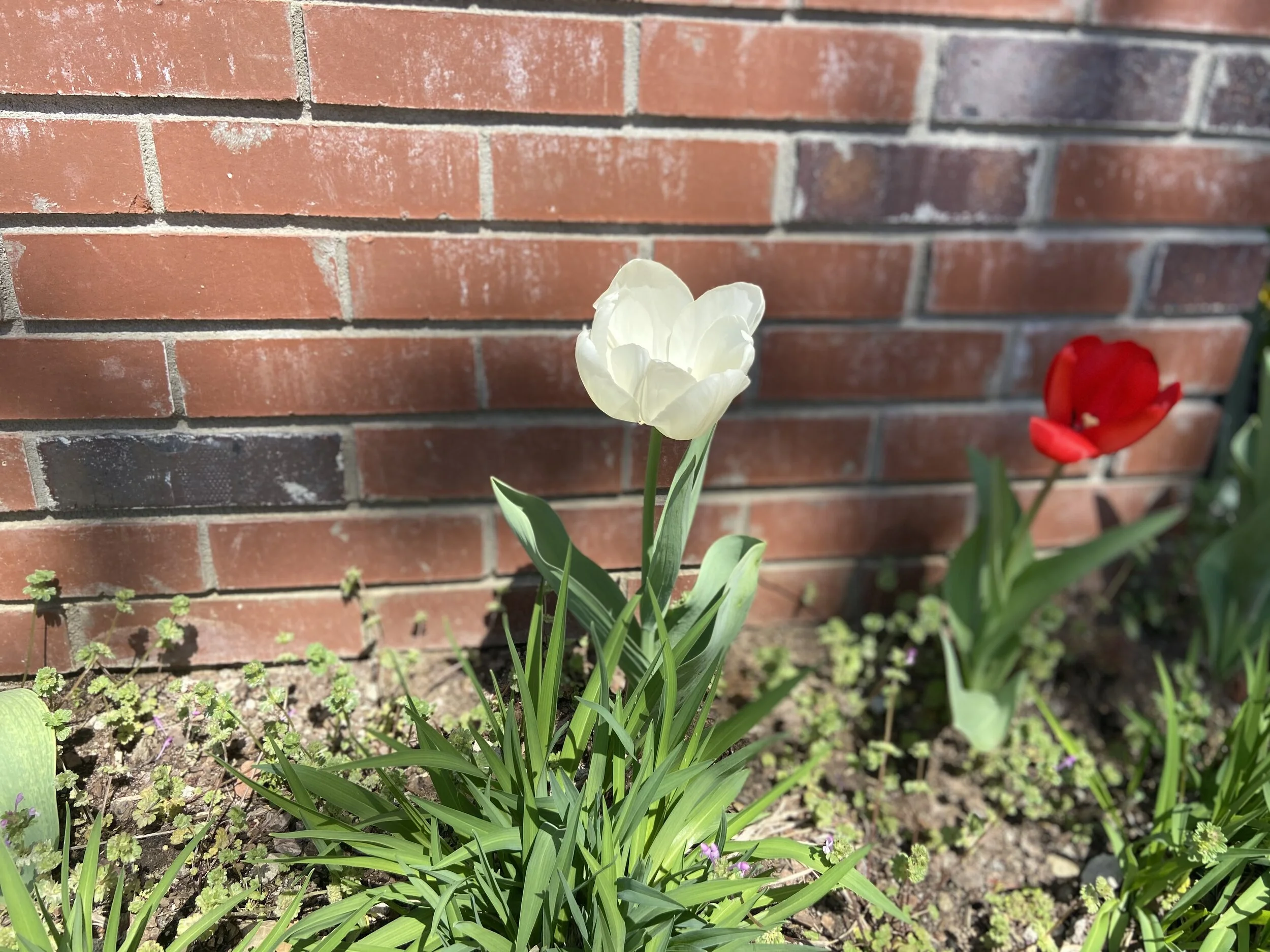 Re-gathering, Healing, Re-uniting