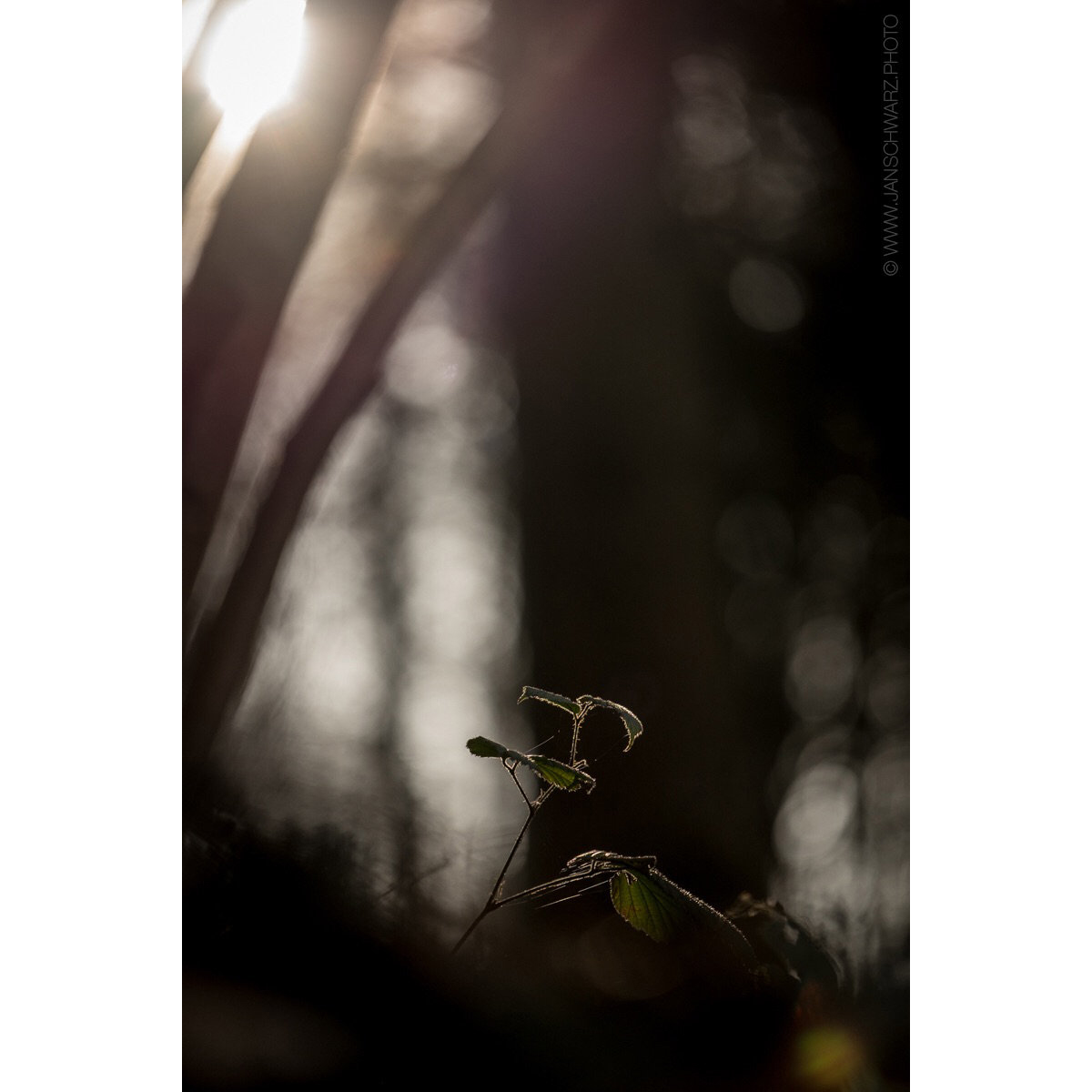 You get some of the most beautiful light in the early morning.