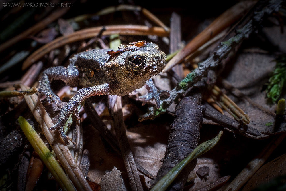 Macro tubes or lenses are challenging to shoot but the results can be really rewarding! Shot with a handheld flash and the Fujifilm MCEX-16 tube. That guy was only about half an inch in size!